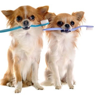 Чистка зубов(маленькие породы собак)