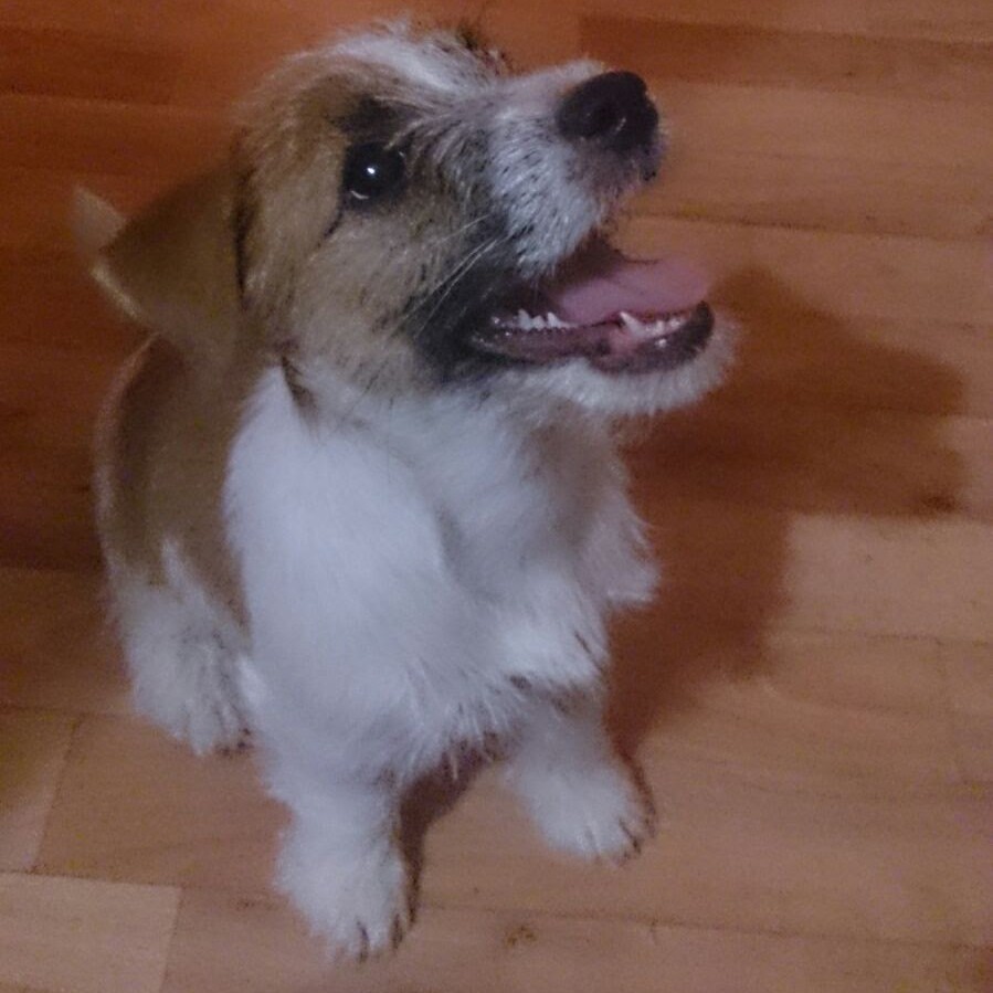 Джек рассел терьер - экспресс - линька