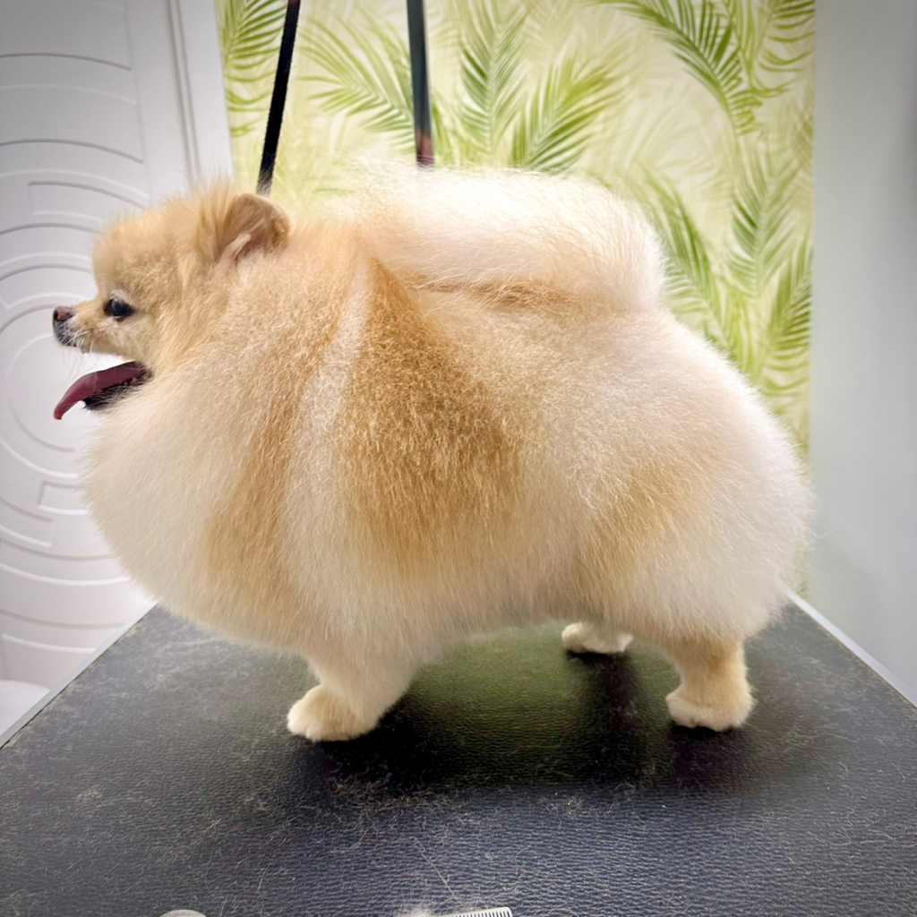 Шпиц до 5 кг комплекс