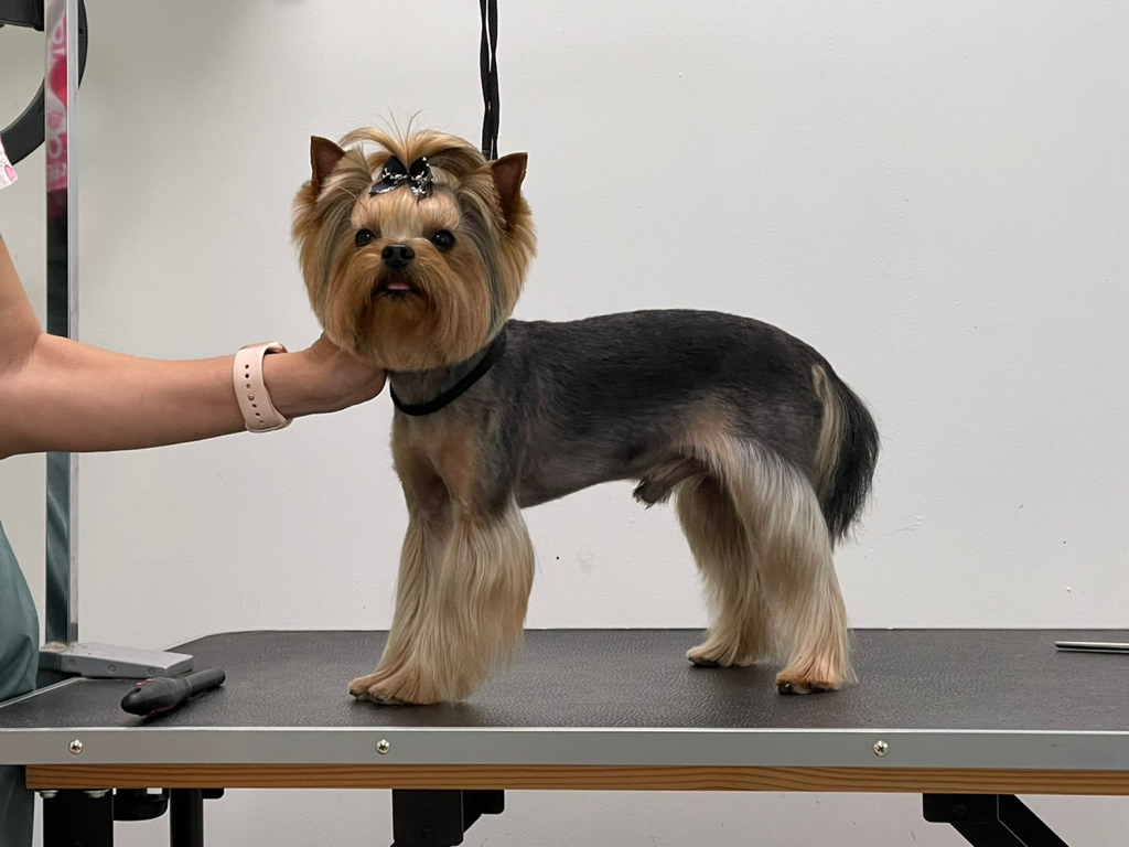 Йоркширский терьер комплекс