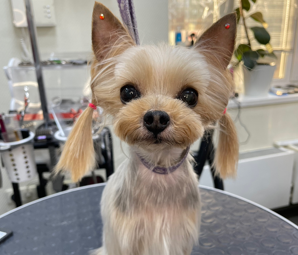 Йорк-азиатский стиль