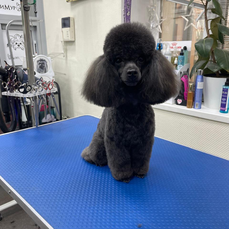 Пудель малый