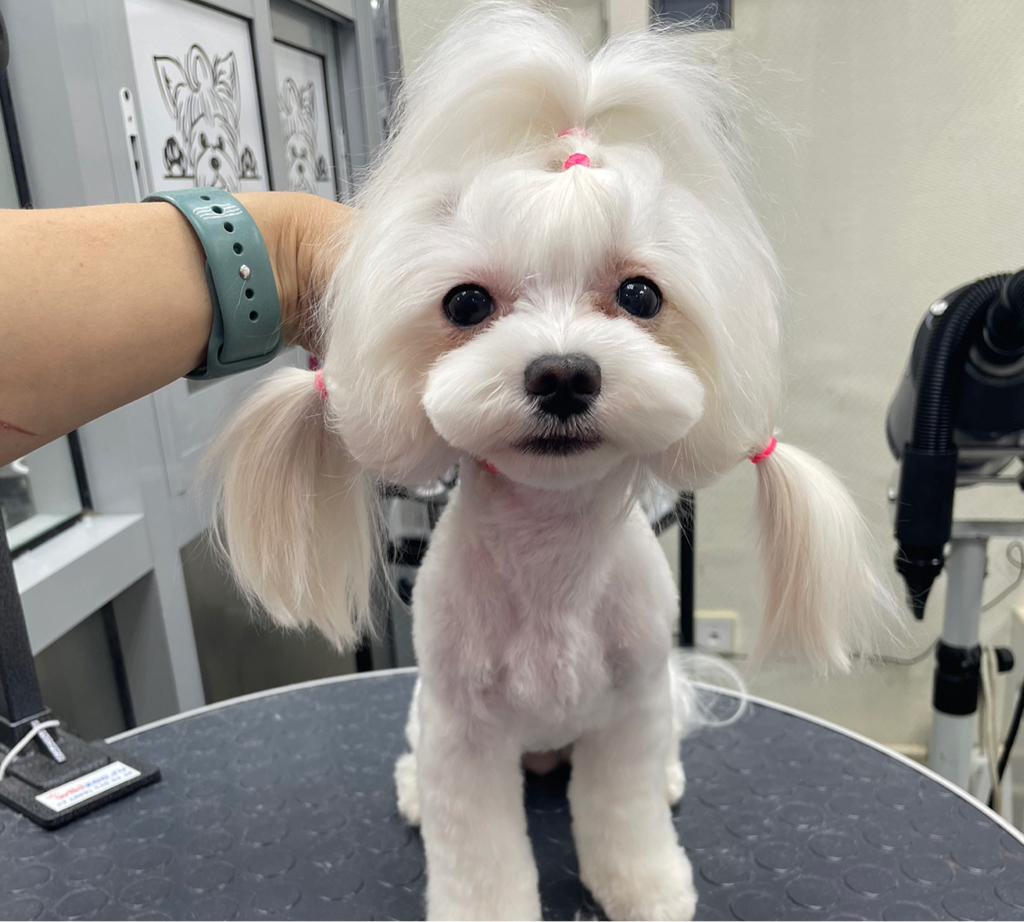 Мальтезе-азиатский стиль