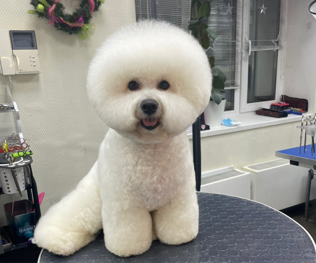 Бишон фризе