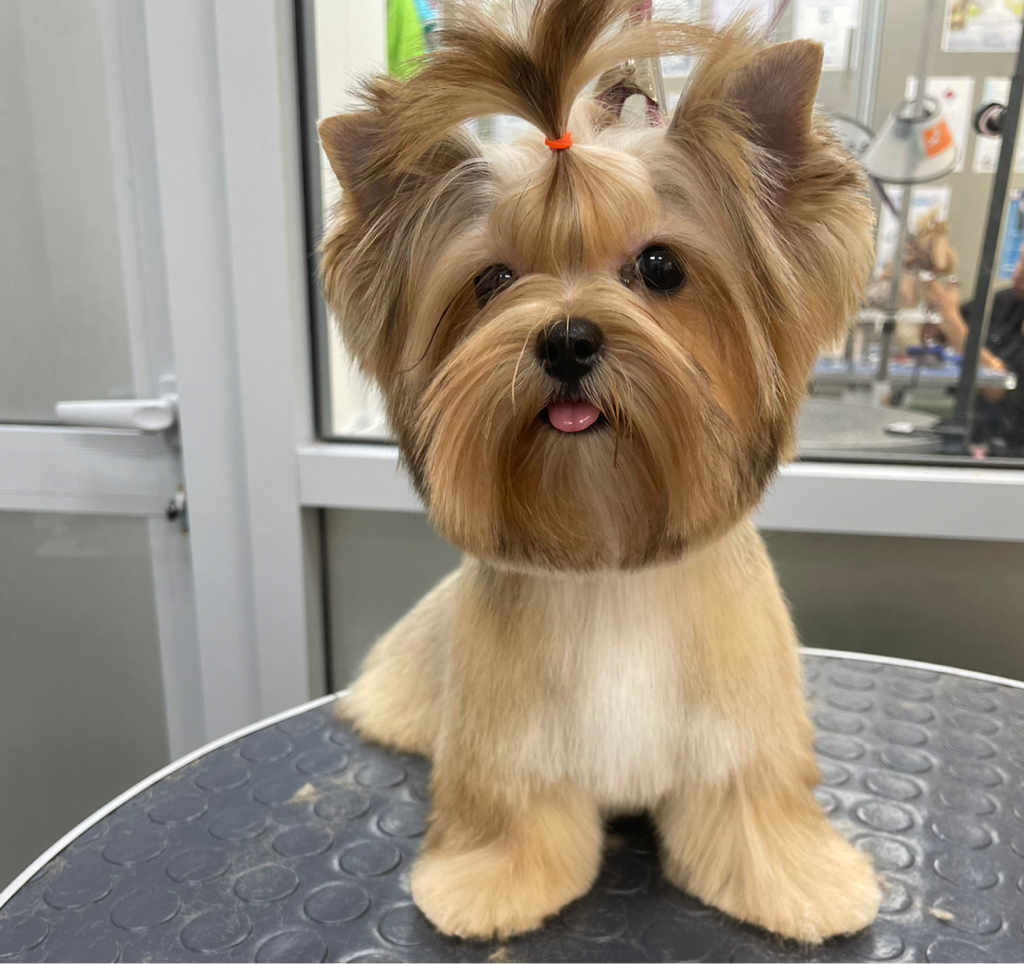 Цветная болонка