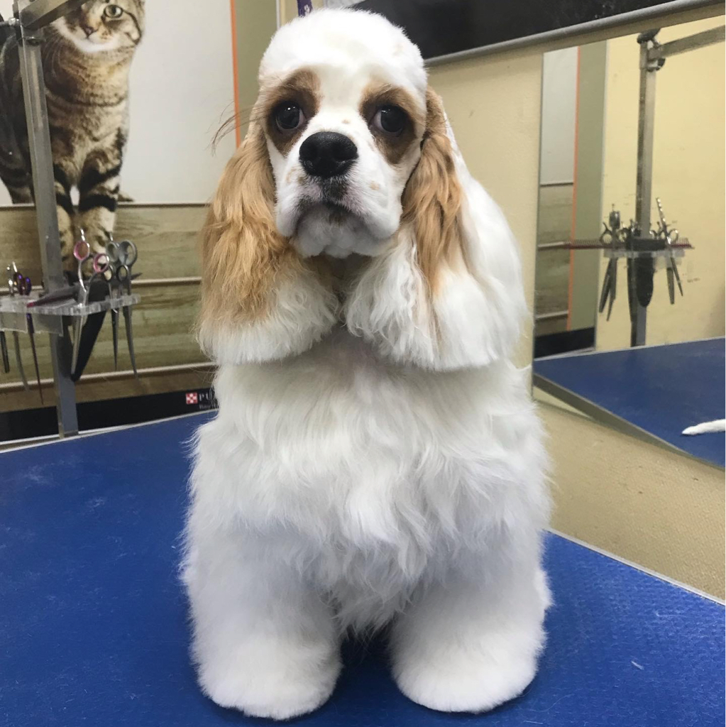 Спаниель-модельная стрижка