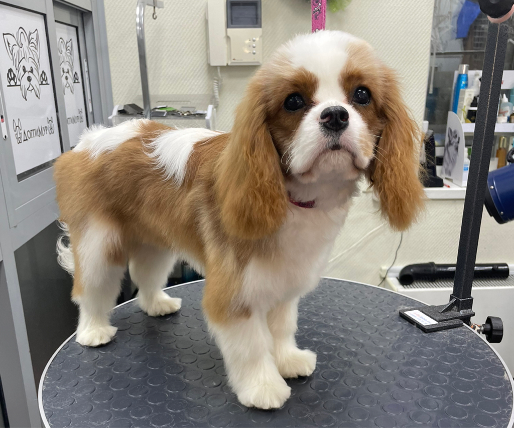 Кинг Чарльз спаниель