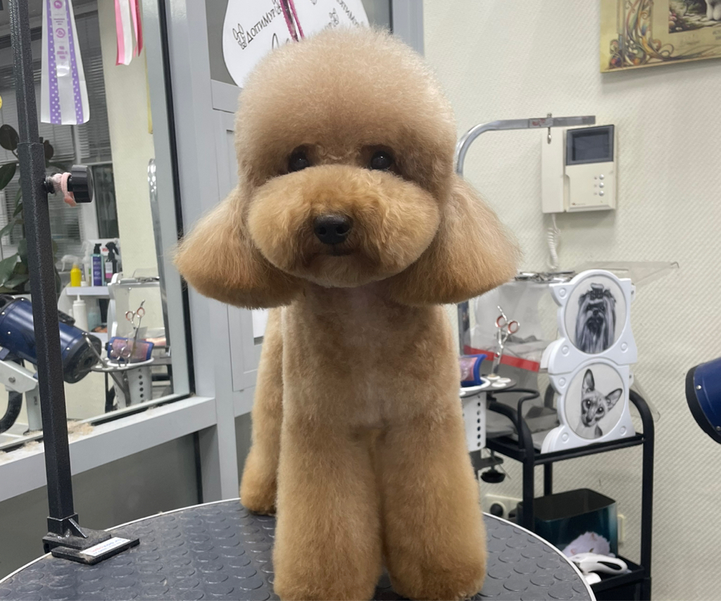 Пудель-азиатский стиль