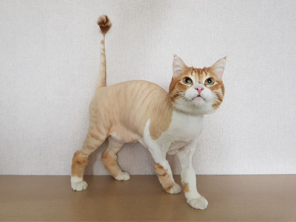 Стрижка кошек- машинкой