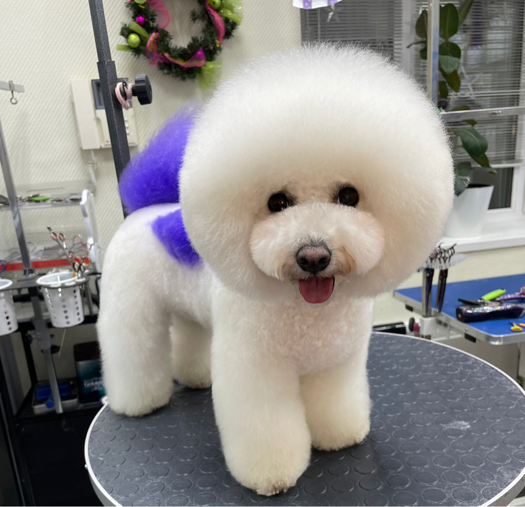 Бишон фризе-азиатский стиль