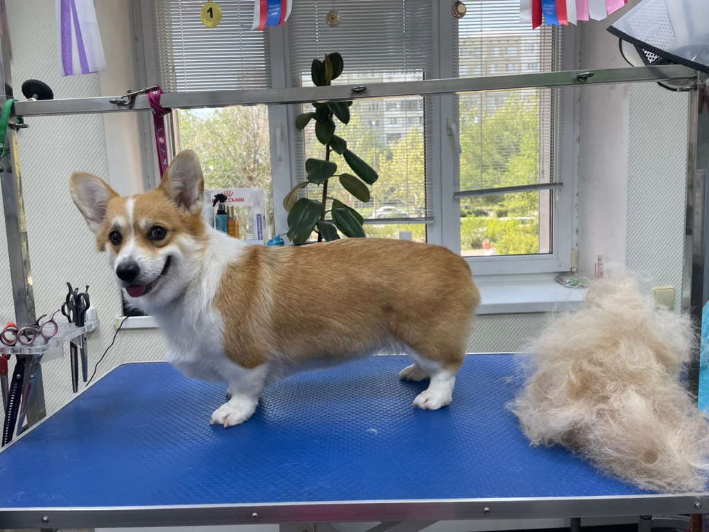 Экспресс-линька собак