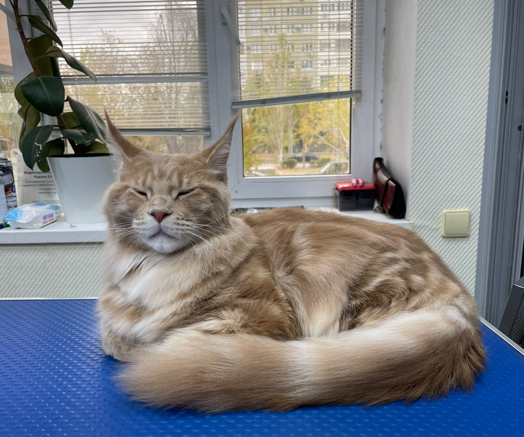 Экспресс-линька кошек