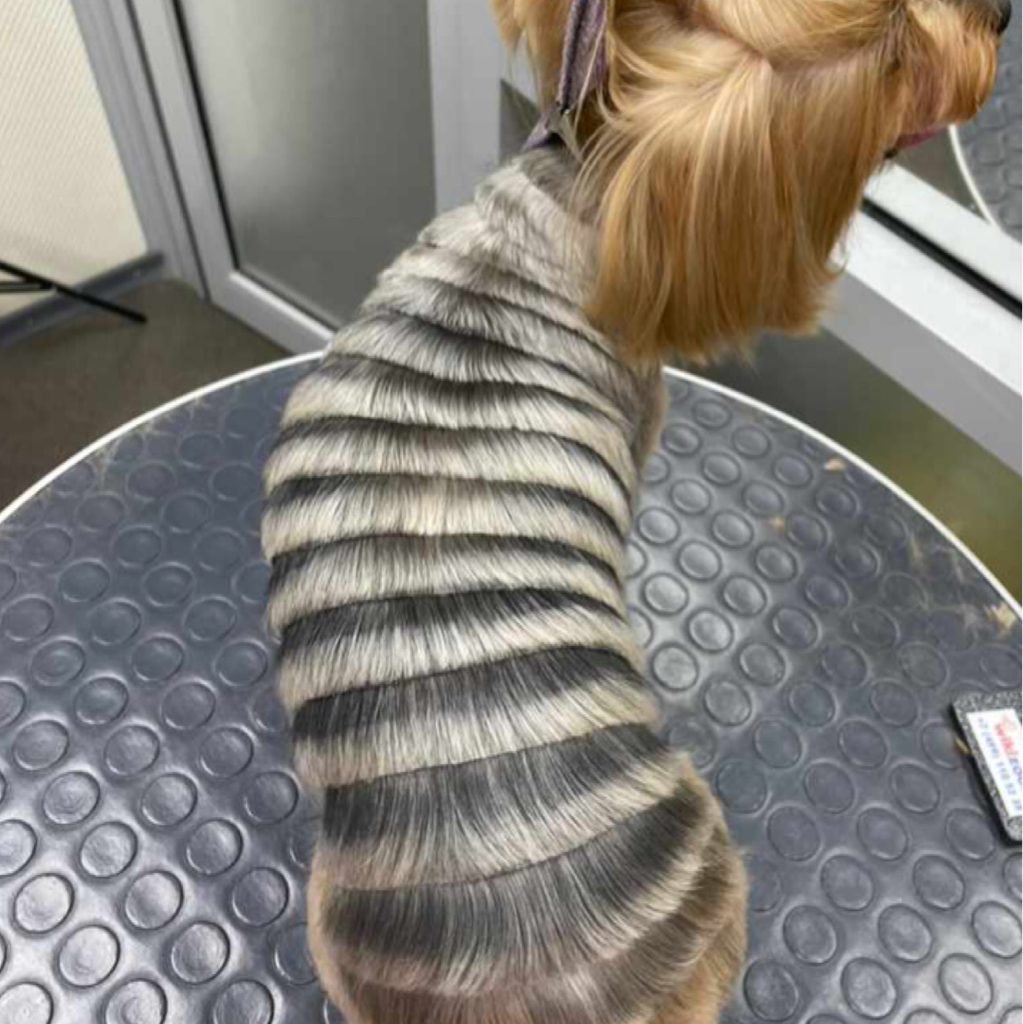 Рисунки на шерсти ,окрашивание