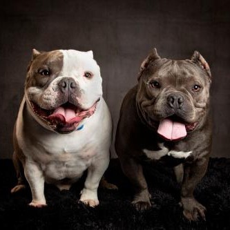 Американский булли