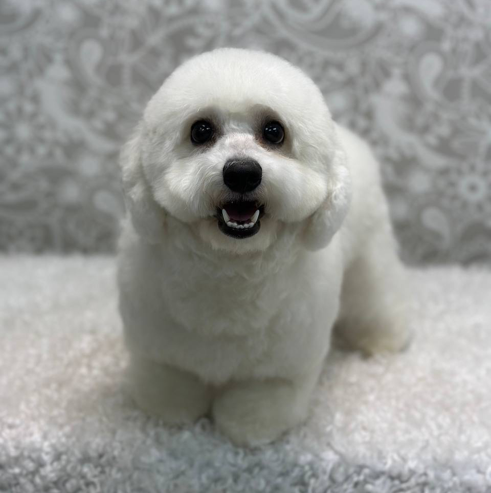Бишон фризе (модельная,ножницы)