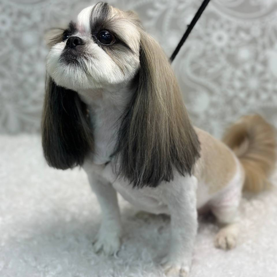 Ши-тцу (брить 3-9мм)