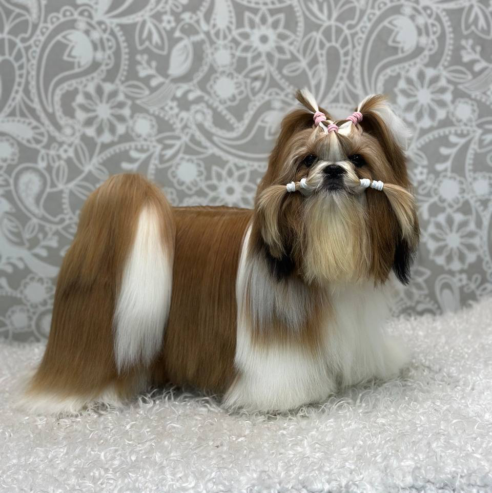 Ши-тцу (выставочный груминг)