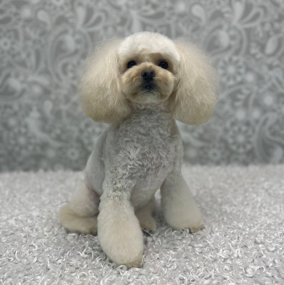 Мальтипу (модельная, ножницы) до 28см