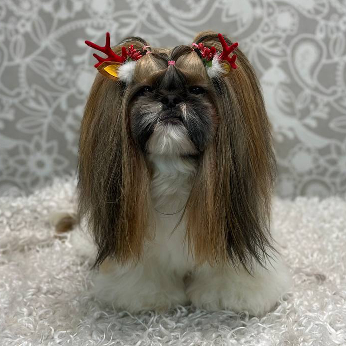 Ши-тцу Азия, Под щенка (модельная, ножницы)