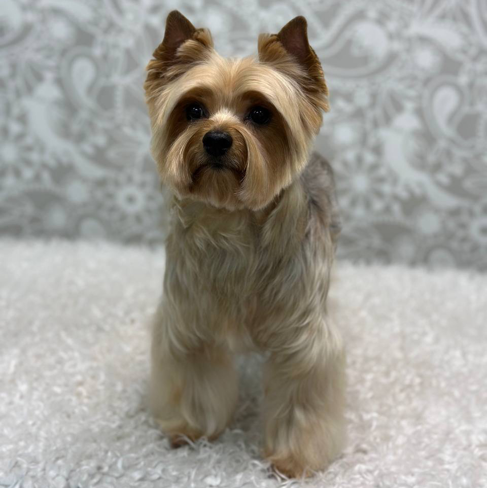 Йоркширский терьер (модельная, ножницами)
