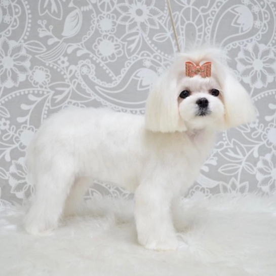 Мальтийская болонка (модельная, ножницами)