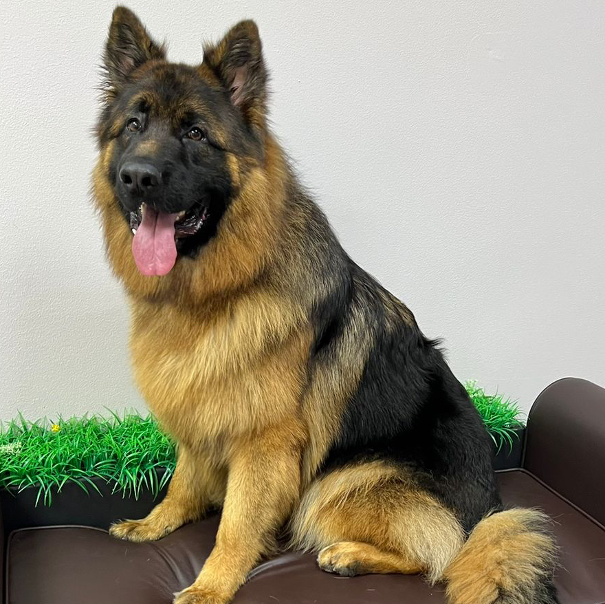 Овчарка БШО/ немецкая Комплекс «Экспресс-линька»