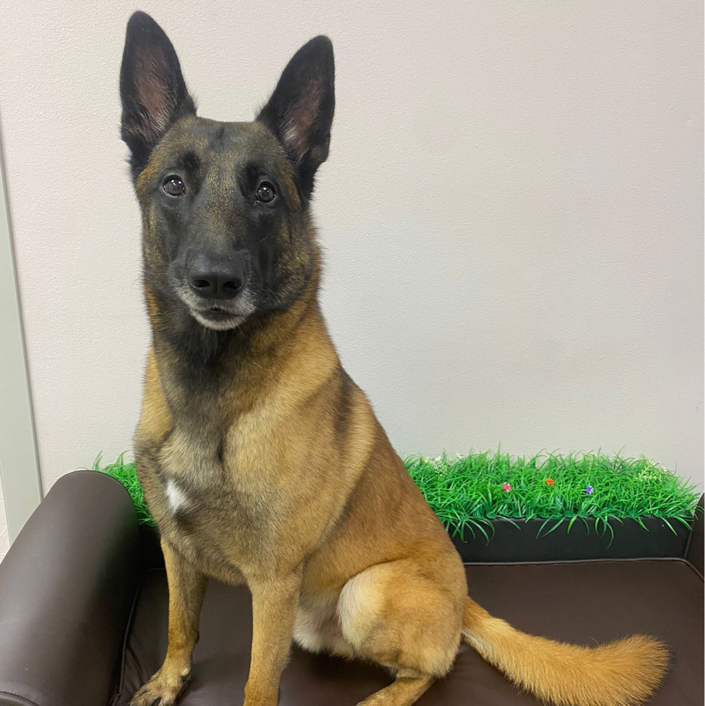 Малинуа Комплекс «Экспресс-линька»