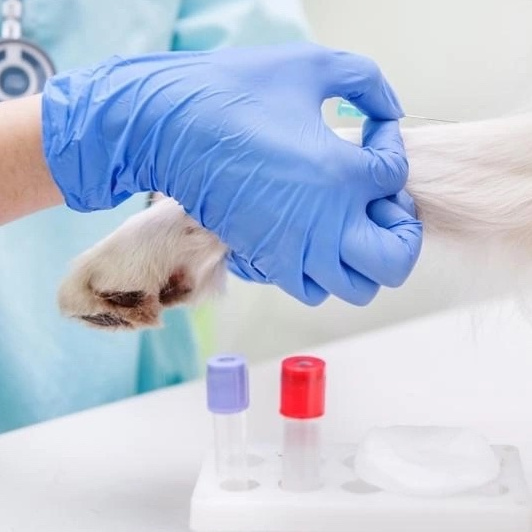 Забор крови на анализ