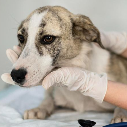 Вскрытие абсцесса