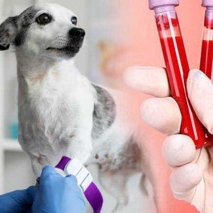 Взятие анализа Биохимия 12