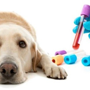 Взятие анализа ОАК (общий анализ крови)