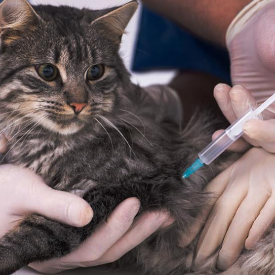 Вакцинация кошки импортной вакциной