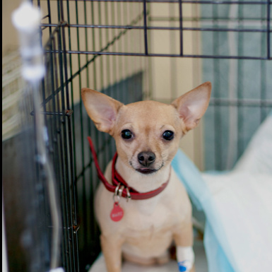 Капельная инфузия без препарата