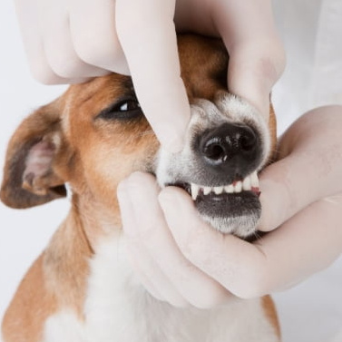 Удаление зуба без наркоза