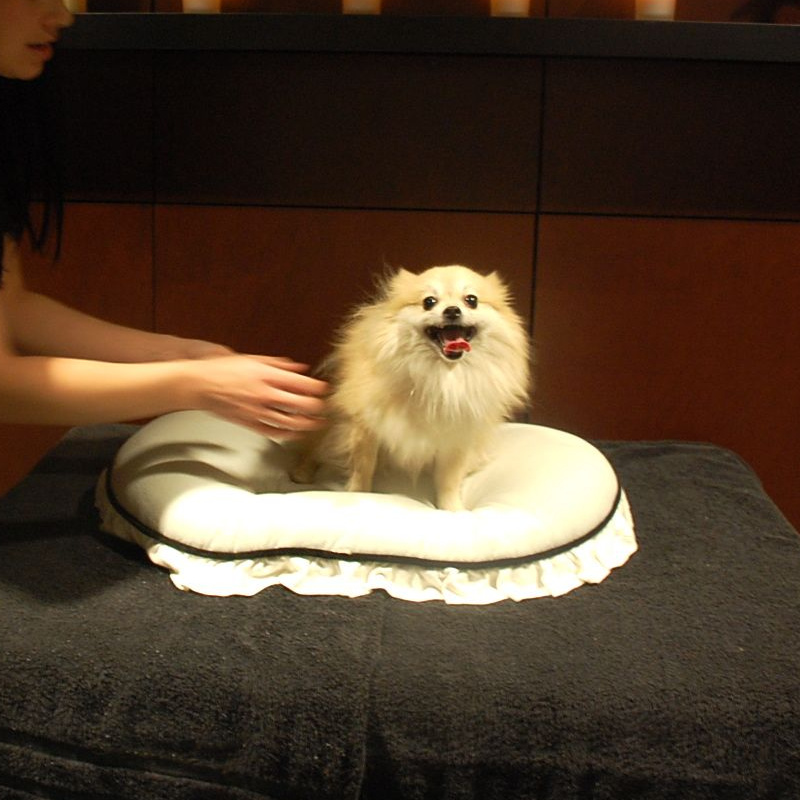 Спа комплекс для шпица и Йорка от 4 кг до 9 кг