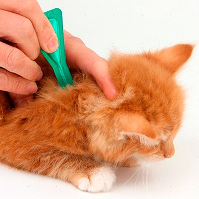 Обработка от блох и клещей