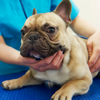 Кастрация собаки до 5 кг