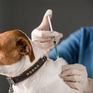 Вакцинация собаки вакциной Рабикс