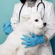 Вакцинация собаки  вакциной Мультикан-8 комплексная с бешенством