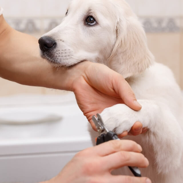 Стрижка когтей