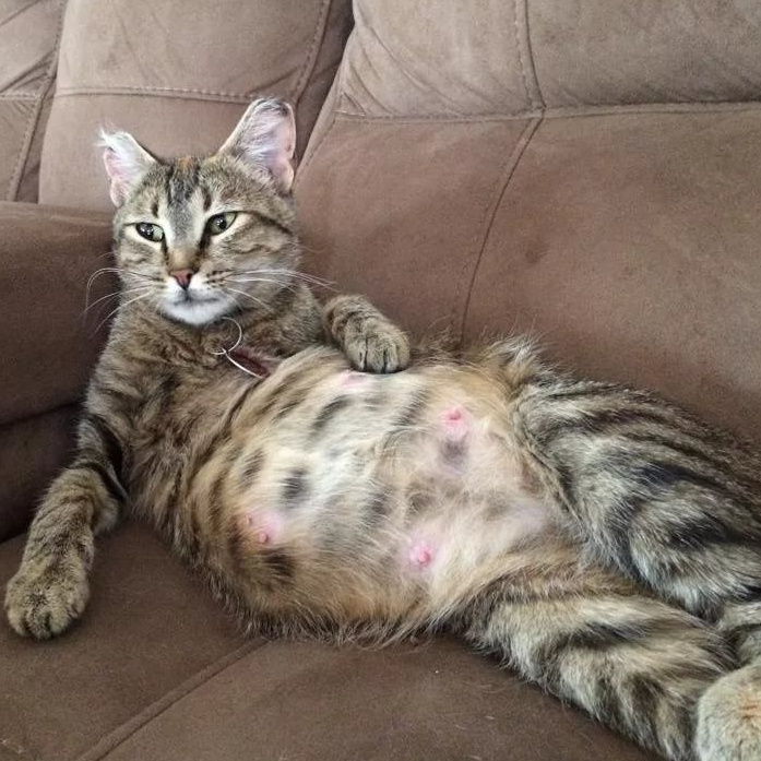 ОГЭ (стерилизация) беременной кошки