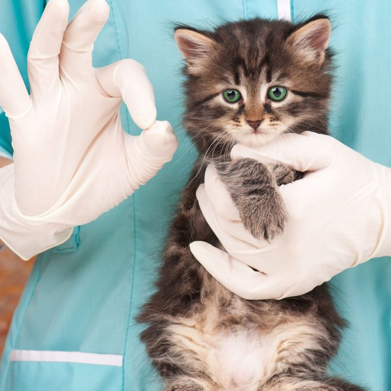 Осмотр животного + консультация