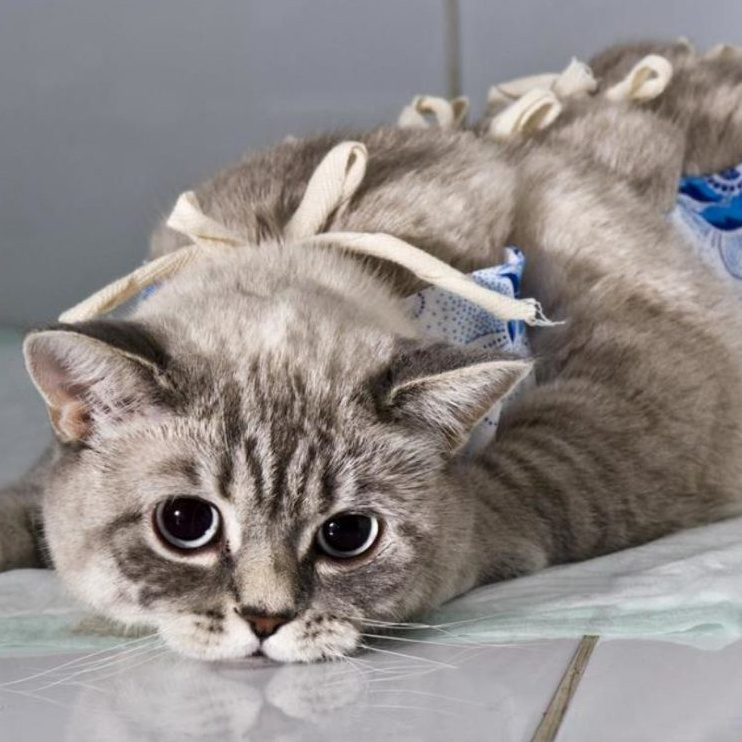 ОГЭ кошки (стерилизация)