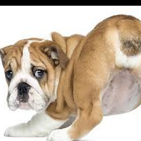 Чистка параанальных желез