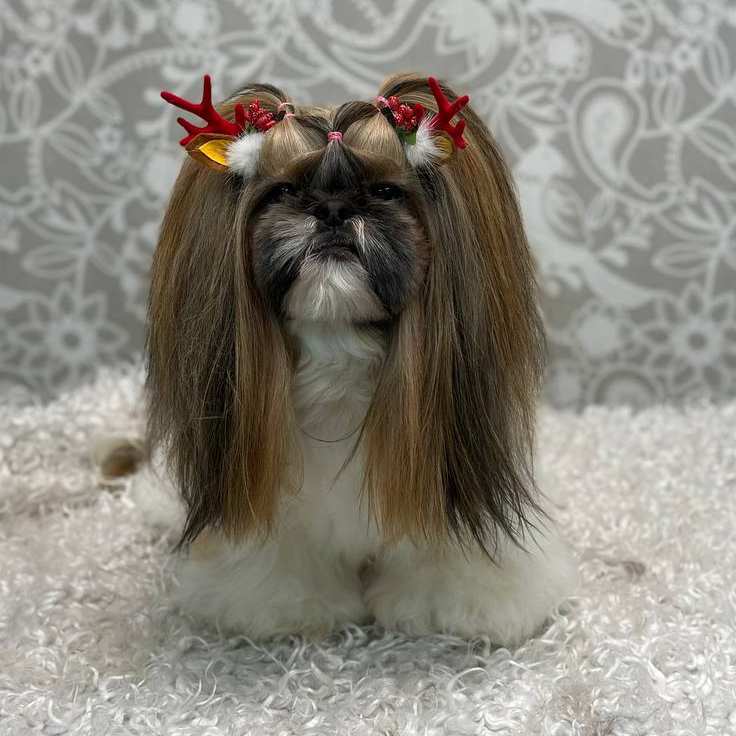 Гигиена Ши-тцу (стрижка головы)