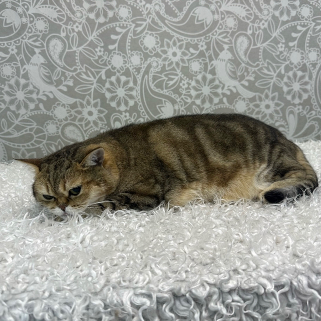 Кот вычес КШ+мыть