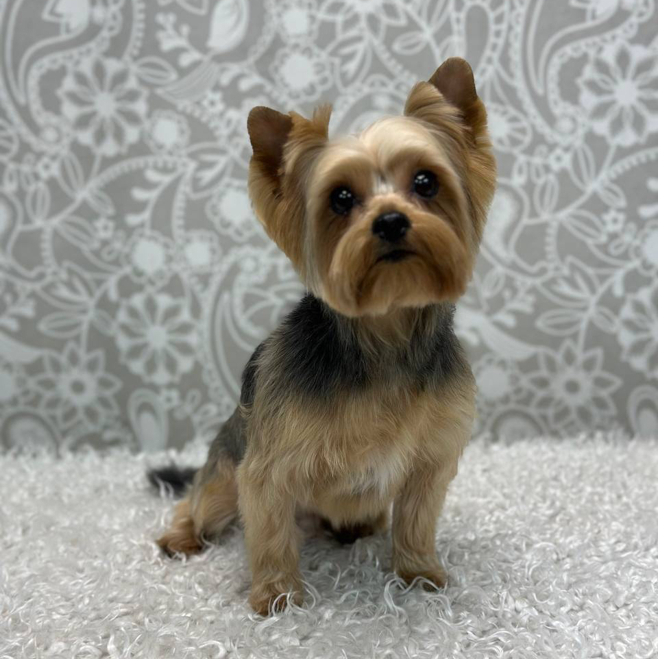 Гигиена Йорк (стрижка головы)