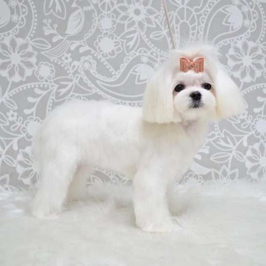 Гигиена Мальтезе (без стрижки головы)