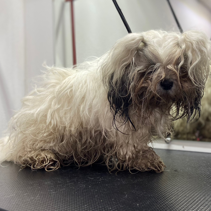 сильные колтуны собак