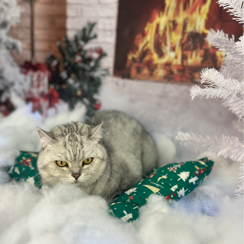 Экспресс-линька кота до 5 кг с мытьем